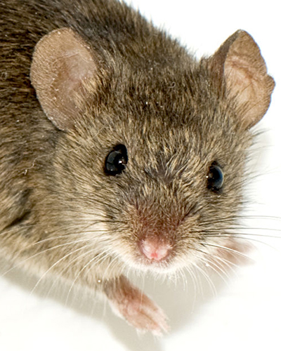 Mouse personality