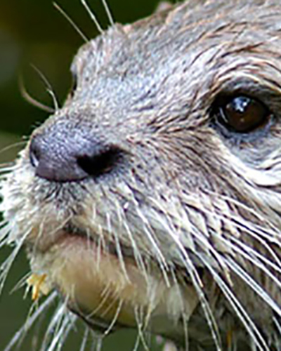 Otter personality