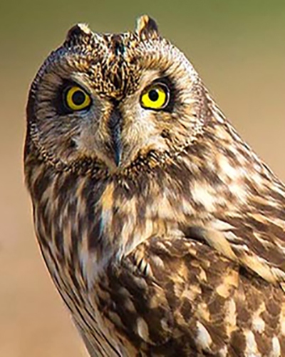 Owl personality