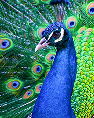 Peacock personality