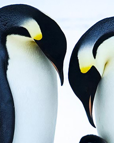 Penguin personality