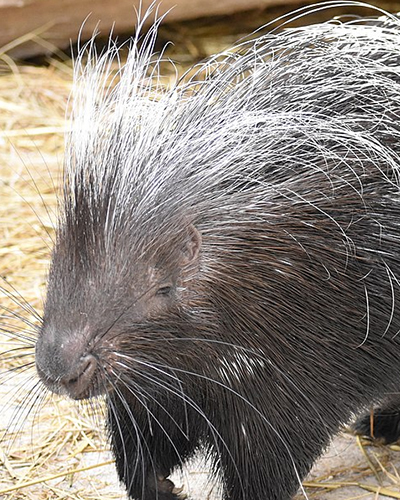 Porcupine personality