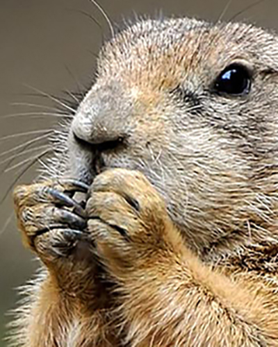 Prairie Dog personality