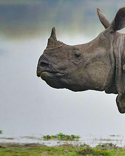 Rhino personality