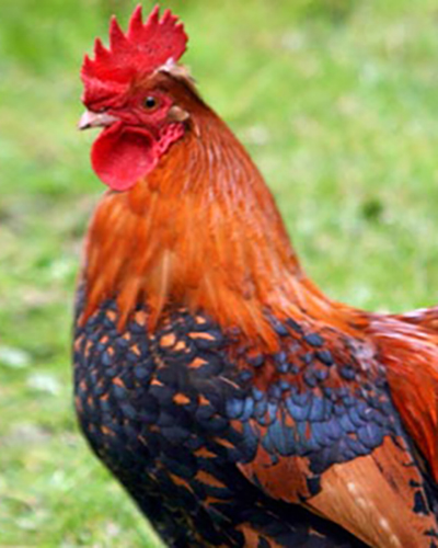 Rooster personality