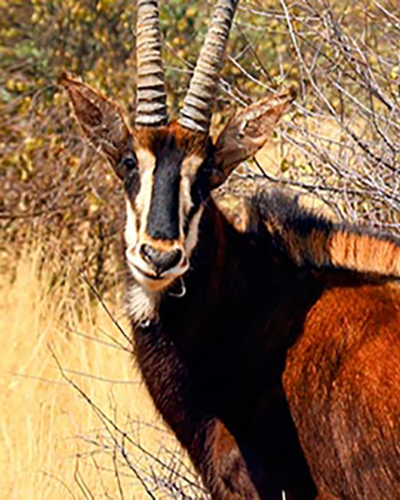 Sable personality