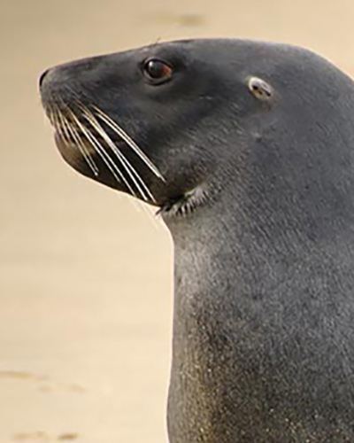 Sea Lion personality