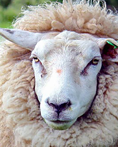 Sheep personality