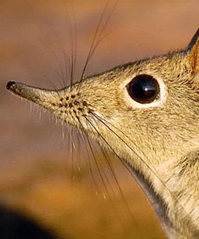 Shrew personality