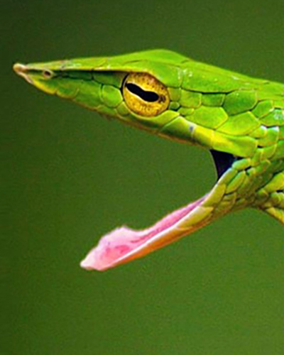 Snake personality