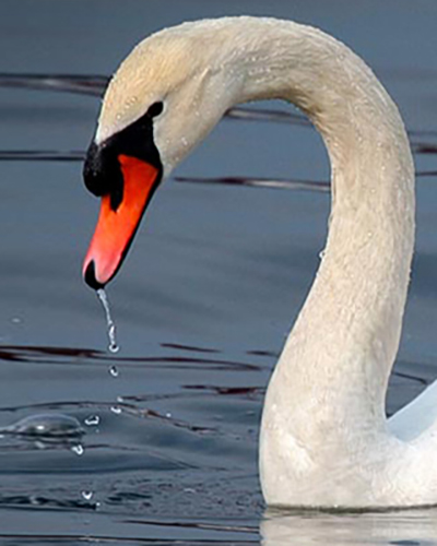 Swan personality
