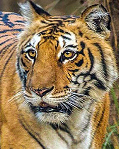 Tiger personality