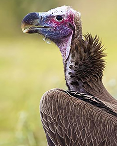 Vulture personality