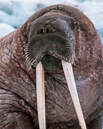Walrus personality