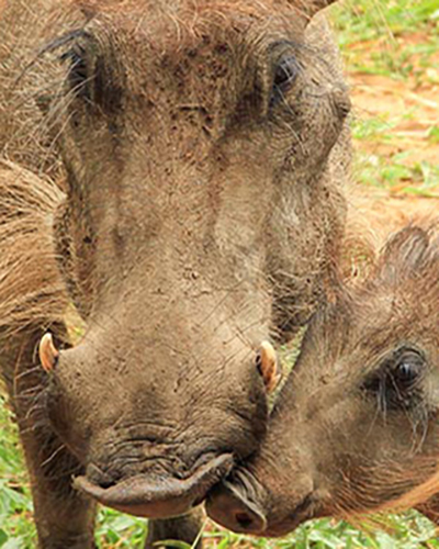 Warthog personality