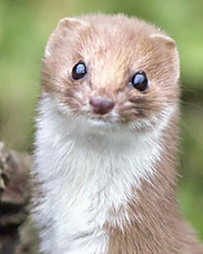 Weasel personality