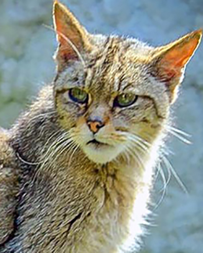 Wild Cat personality
