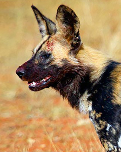 Wild Dog personality