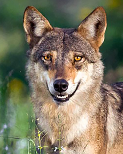 Wolf personality