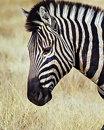 Zebra personality