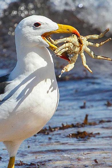 Albatross personality