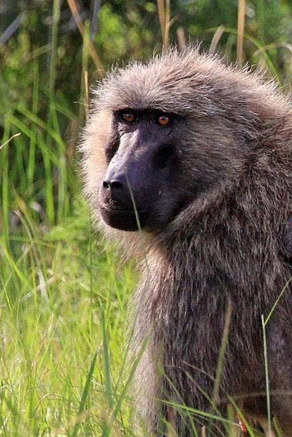 Baboon personality