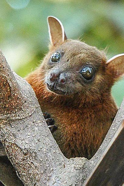 Bat personality