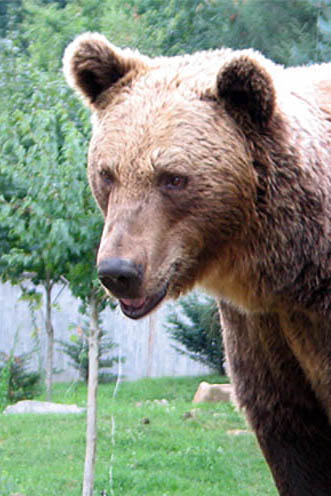 Bear personality