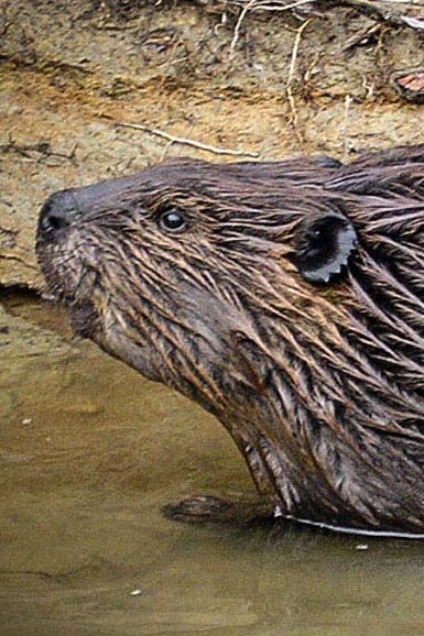 Beaver personality