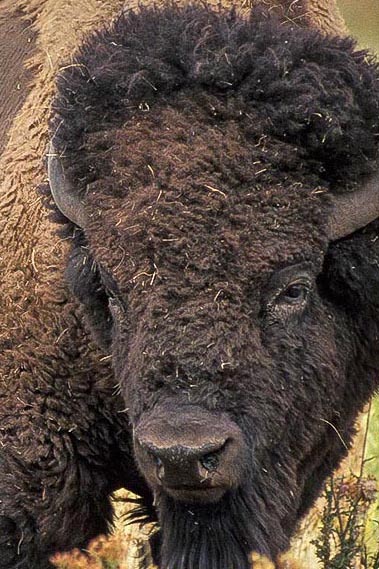 Bison personality