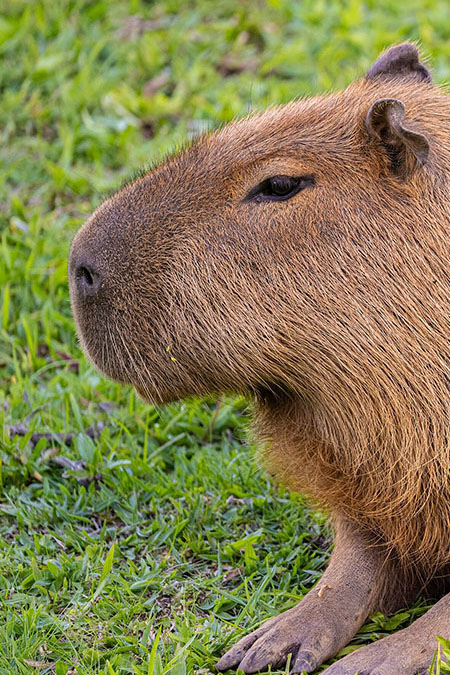 Capybara personality