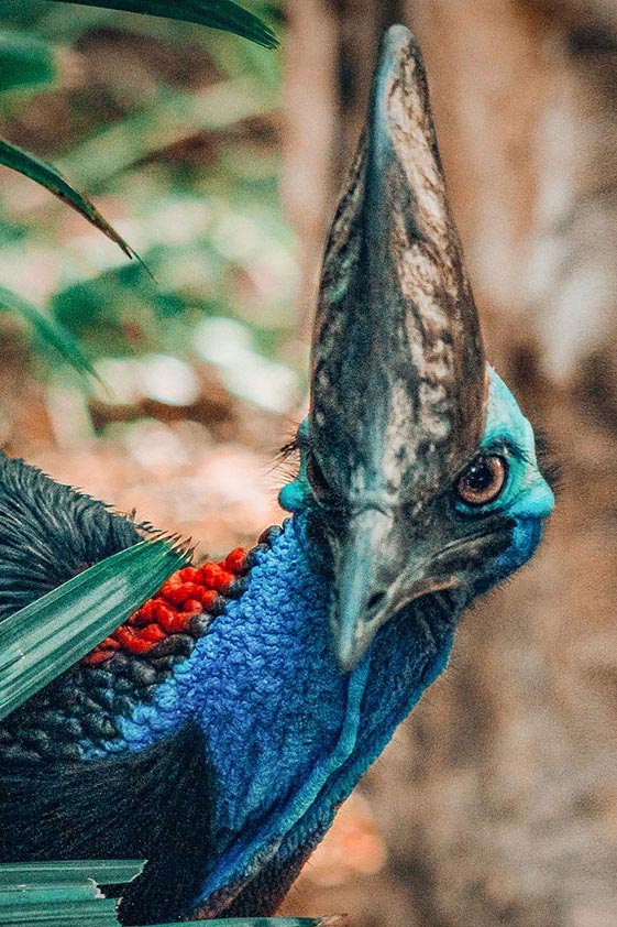 Cassowary personality