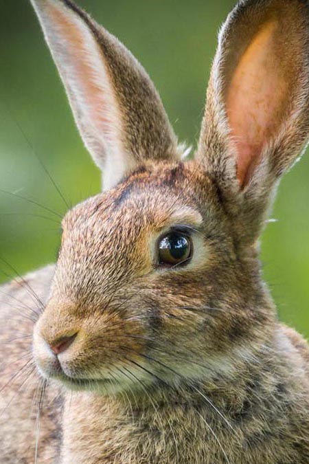 Cottontail personality