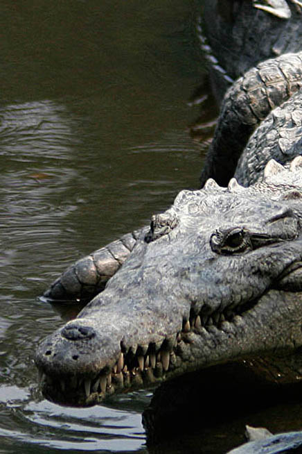 Crocodile personality