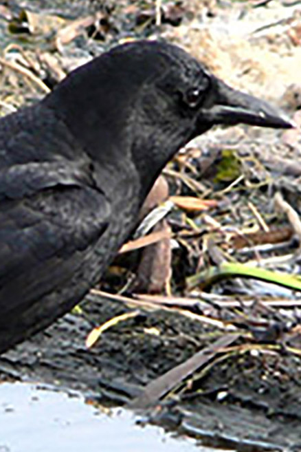 Crow personality