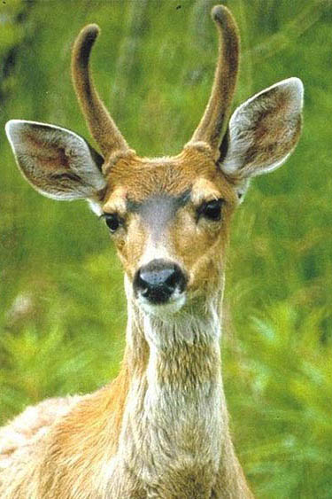 Deer personality
