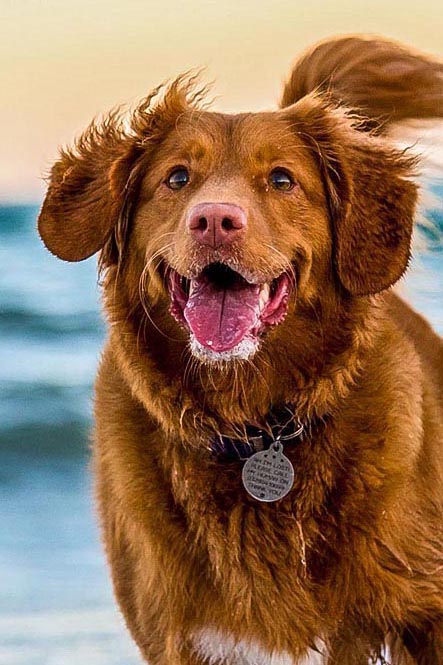 Dog personality