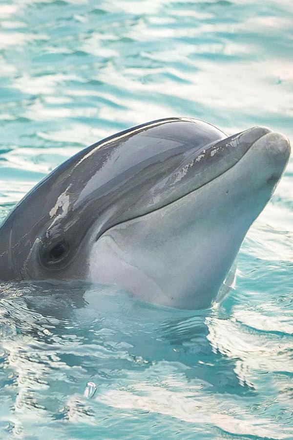 Dolphin personality