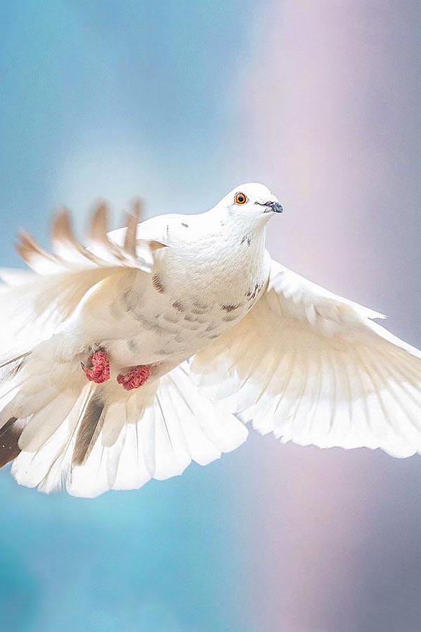 Dove personality