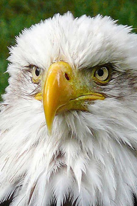 Eagle personality