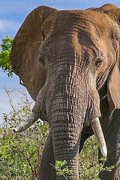 Elephant personality
