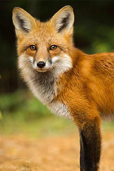 Fox personality