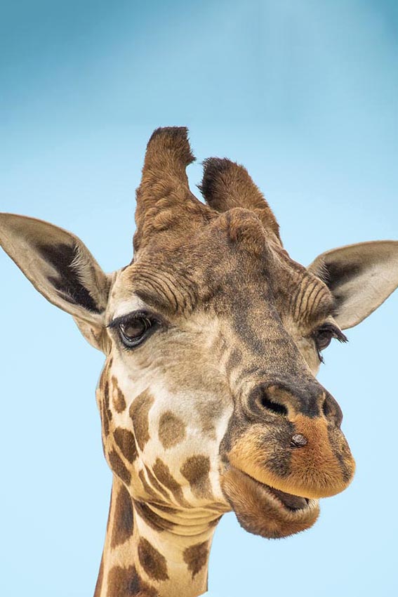 Giraffe personality