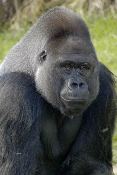 Gorilla personality