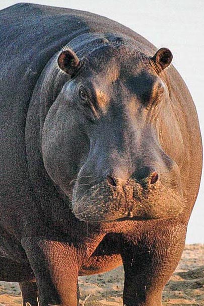 Hippo personality