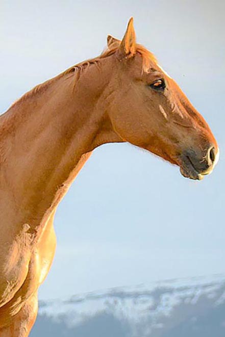 Horse personality