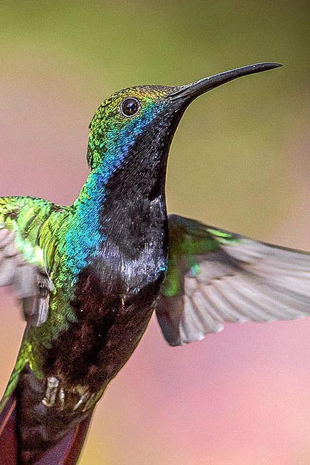 Hummingbird personality
