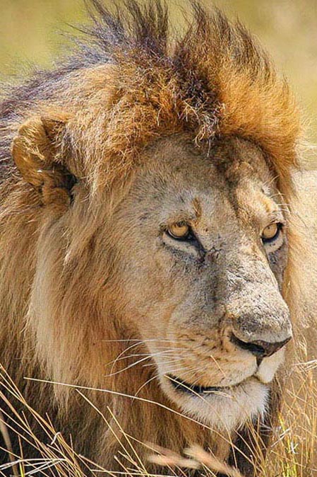 Lion personality