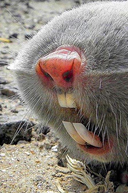 Mole personality