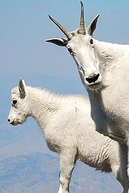 Mountain Goat personality